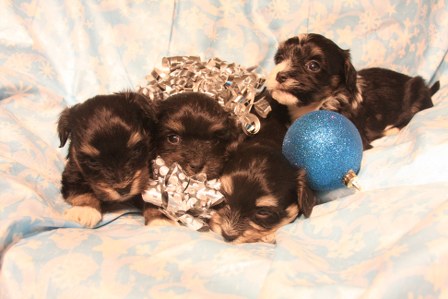 havanese-puppies